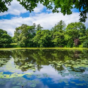 How Enzyme Therapy Can Maintain Healthy Lakes